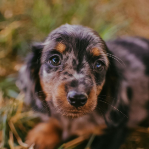 Dachshund Puppy Lynette