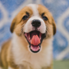 Pembroke Welsh Corgi Puppy River
