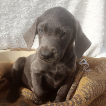 Labrador Retriever Puppy Dodge