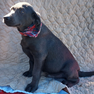 Labrador Retriever Puppy Dodge