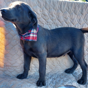 Labrador Retriever Puppy Dodge