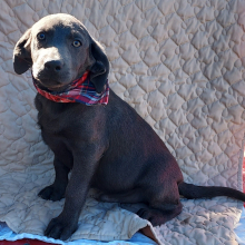 Labrador Retriever Puppy Dodge