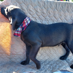Labrador Retriever Puppy Dodge