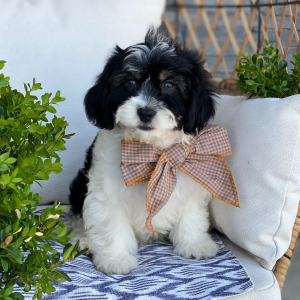Cavanese Puppy Tucker