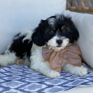 Cavanese Puppy Tucker