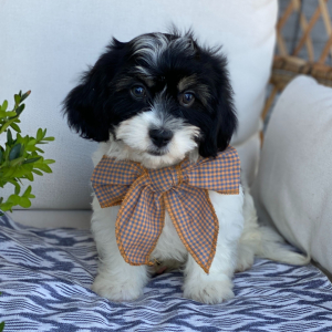 Cavanese Puppy Tucker