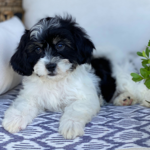 Cavanese Puppy Tucker
