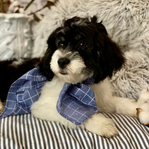 Cavanese Puppy Tucker