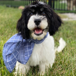 Cavanese Puppy Tucker
