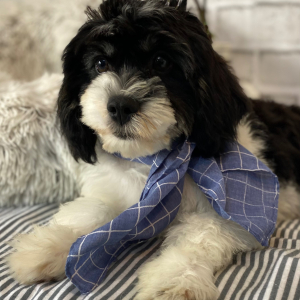Cavanese Puppy Tucker