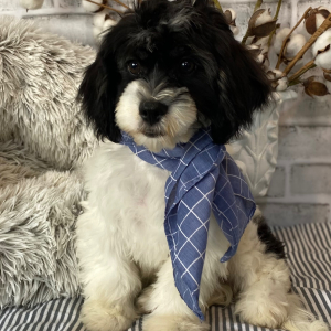Cavanese Puppy Tucker