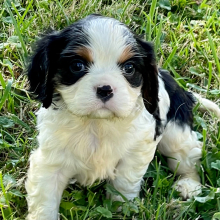 Cavalier King Charles Spaniel Puppy Buddy