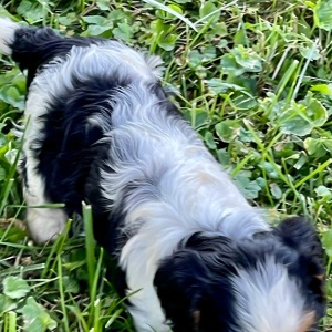Cavalier King Charles Spaniel Puppy Lulu