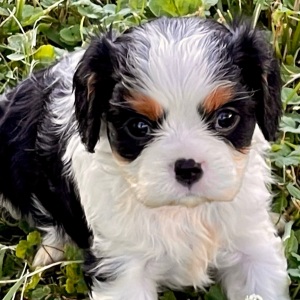Cavalier King Charles Spaniel Puppy Lulu
