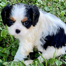 Cavalier King Charles Spaniel Puppy Lulu
