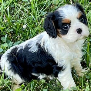 Cavalier King Charles Spaniel Puppy Lulu