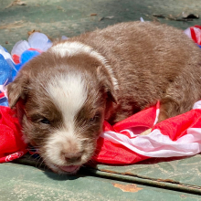 Australian Shepherd Puppy Taco