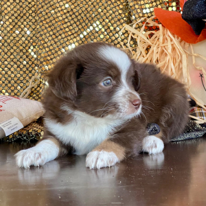 Australian Shepherd Puppy Taco