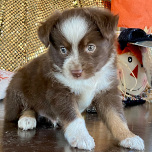 Australian Shepherd Puppy Taco