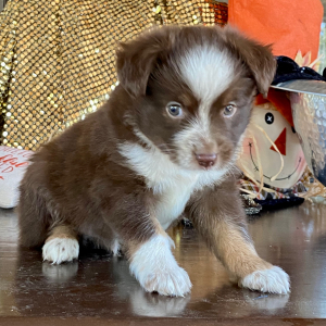 Australian Shepherd Puppy Taco
