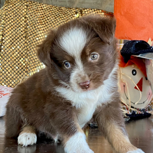 Australian Shepherd Puppy Taco