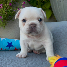 French Bulldog Puppy Delta