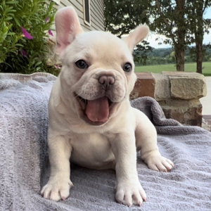 French Bulldog Puppy Delta