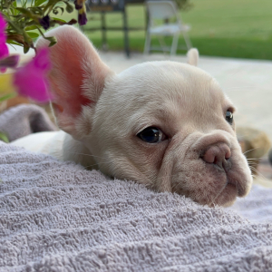 French Bulldog Puppy Delta