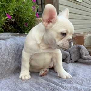 French Bulldog Puppy Delta