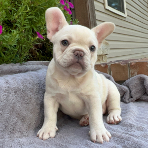 French Bulldog Puppy Delta