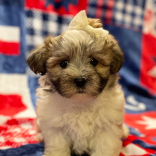 Havanese Puppy Daisy