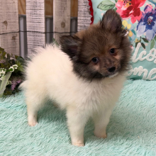 Pomeranian Puppy Lola