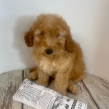 Goldendoodle Puppy Ceaser