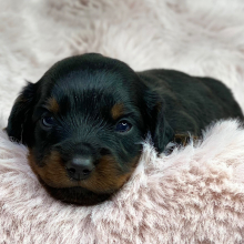 Dachshund Puppy Taurus