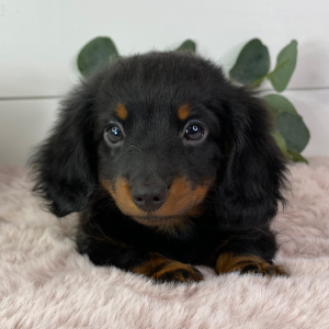Dachshund Puppy Taurus