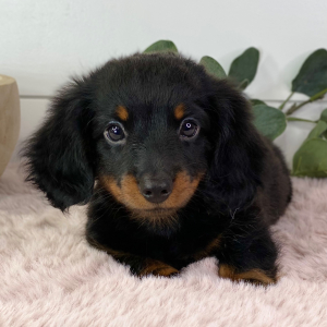 Dachshund Puppy Taurus