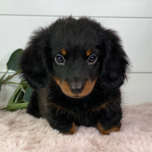 Dachshund Puppy Taurus