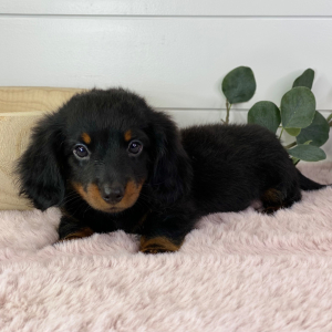 Dachshund Puppy Taurus