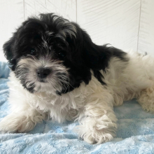 Shihpoo Puppy Porter
