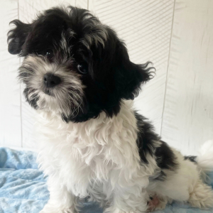 Shihpoo Puppy Porter