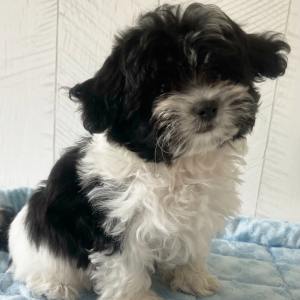 Shihpoo Puppy Porter