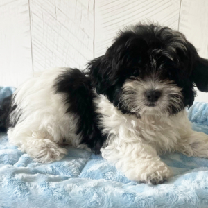 Shihpoo Puppy Porter