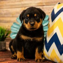Rottweiler Puppy Tori