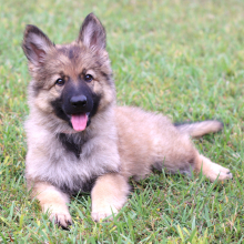 German Shepherd Dog Puppy Celina