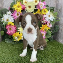 Brat Terrier Puppy Fancy