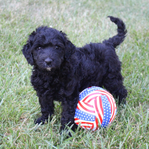 Labradoodle Puppy Heather