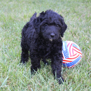 Labradoodle Puppy Heather