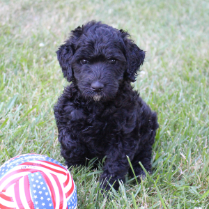 Labradoodle Puppy Heather