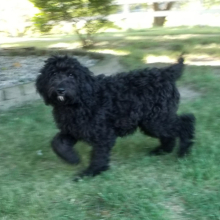 Labradoodle Puppy Heather