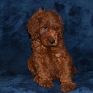 Labradoodle Puppy Antonio